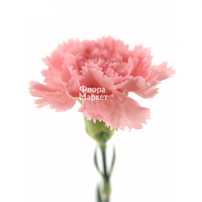 Гвоздика розовая в Петрозаводске от магазина цветов «Флора Маркет»