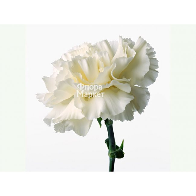 Гвоздика белая в Петрозаводске от магазина цветов «Флора Маркет»