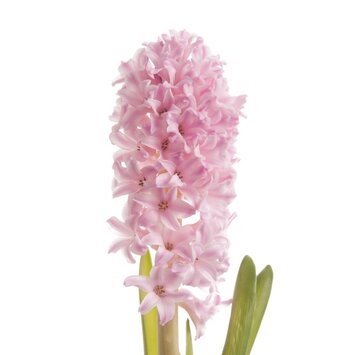 Гиацинт розовый; доступен к заказу со 02.03.2026