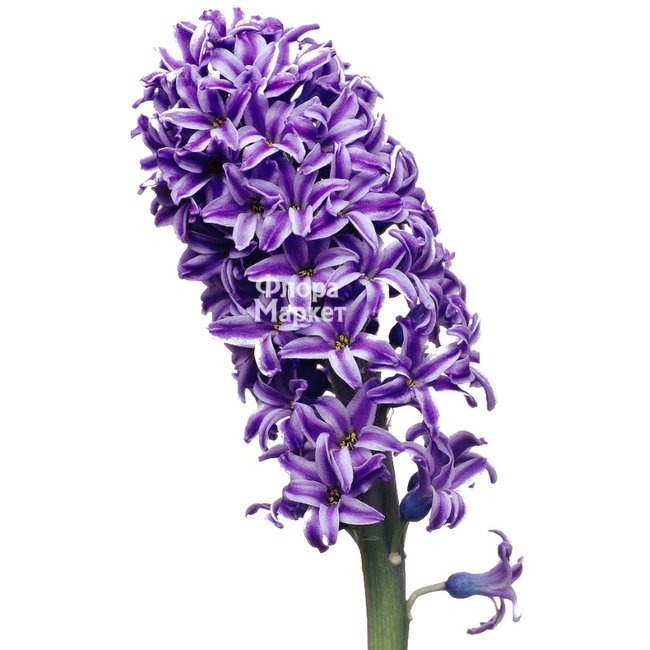 Гиацинт фиолетовый в Петрозаводске от магазина цветов «Флора Маркет»