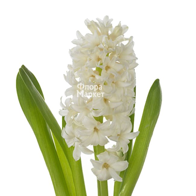 Гиацинт белый в Петрозаводске от магазина цветов «Флора Маркет»