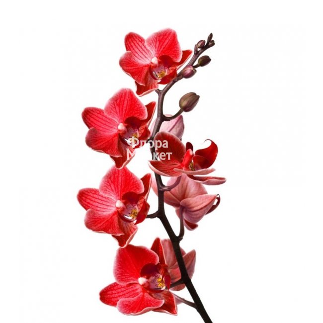 Орхидея красная в Петрозаводске от магазина цветов «Флора Маркет»