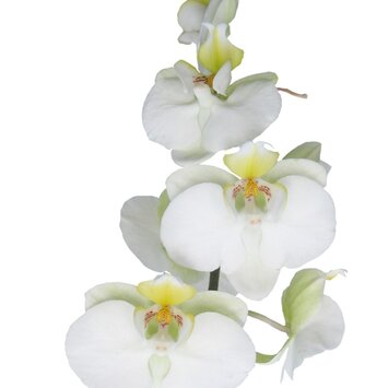 Орхидея белая