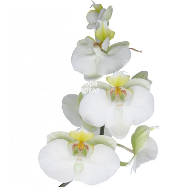 Орхидея белая в Петрозаводске от магазина цветов «Флора Маркет»