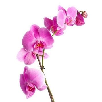 Орхидея розовая
