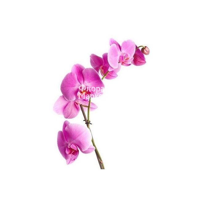 Орхидея розовая в Петрозаводске от магазина цветов «Флора Маркет»