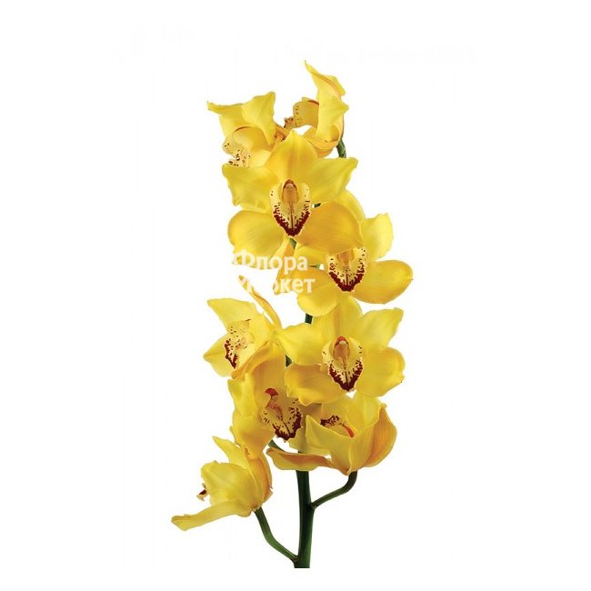 Орхидея желтая в Петрозаводске от магазина цветов «Флора Маркет»