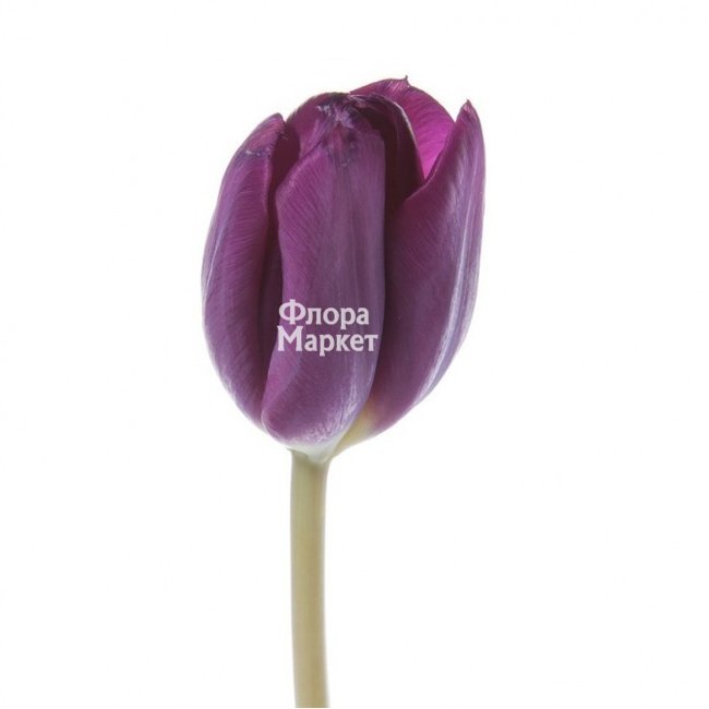 Сиреневый тюльпан в Петрозаводске от магазина цветов «Флора Маркет»