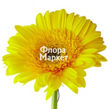 Гербера желтая от интернет-магазина «Флора Маркет» в Петрозаводске