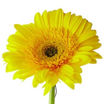 Гербера желтая