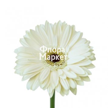 Гербера белая от интернет-магазина «Флора Маркет» в Петрозаводске