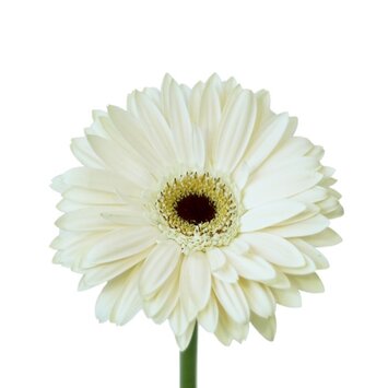 Гербера белая