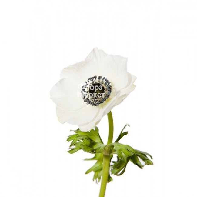 Анемон белый в Петрозаводске от магазина цветов «Флора Маркет»
