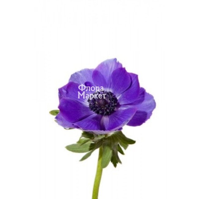Анемон синий в Петрозаводске от магазина цветов «Флора Маркет»