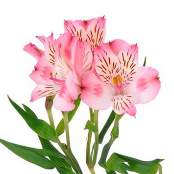Альстромерия розовая