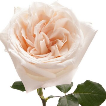 Пионовидная роза Ohara