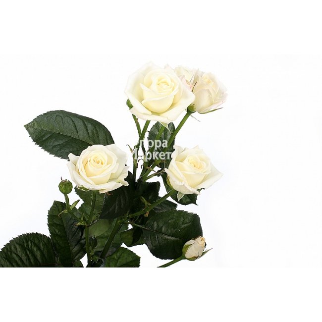 Кустовая роза Splozina в Петрозаводске от магазина цветов «Флора Маркет»