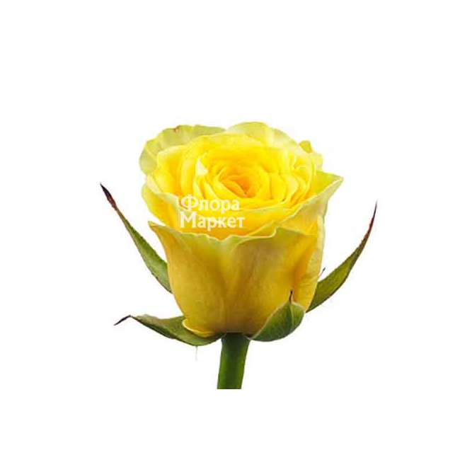 Желтая роза Ilios в Петрозаводске от магазина цветов «Флора Маркет»