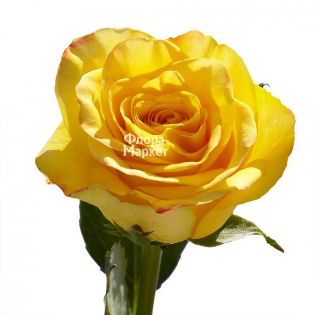 Желтая роза Yellow в Петрозаводске от магазина цветов «Флора Маркет»