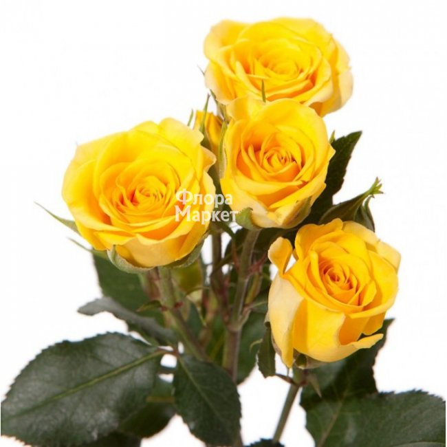 Кустовая желтая роза в Петрозаводске от магазина цветов «Флора Маркет»