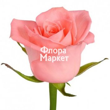 Розовая роза Anna-Karina от интернет-магазина «Флора Маркет» в Петрозаводске