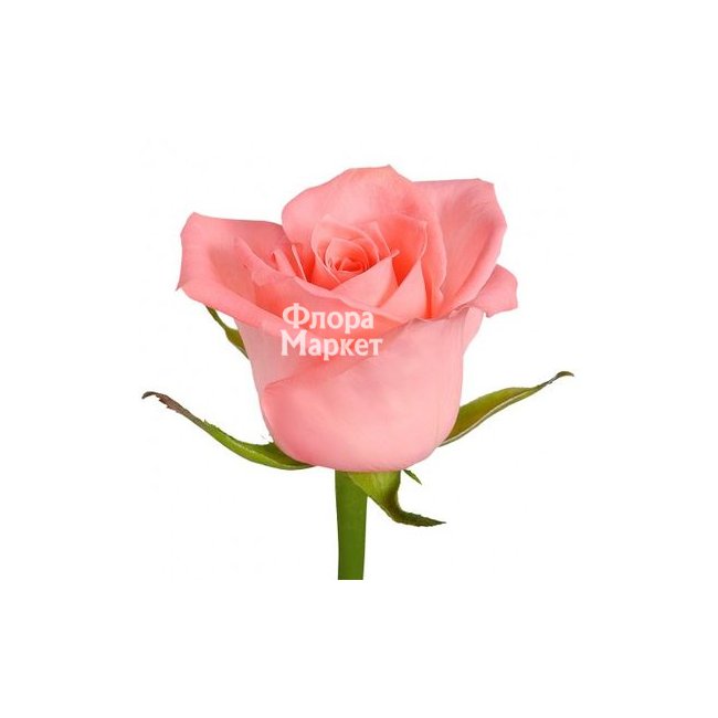 Розовая роза Anna-Karina в Петрозаводске от магазина цветов «Флора Маркет»