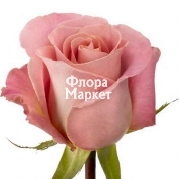 Розовая роза Hermosa от интернет-магазина «Флора Маркет» в Петрозаводске