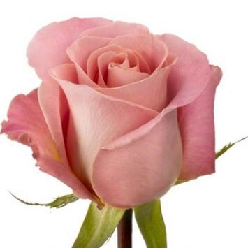 Розовая роза Hermosa
