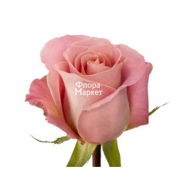 Розовая роза Hermosa в Петрозаводске от магазина цветов «Флора Маркет»