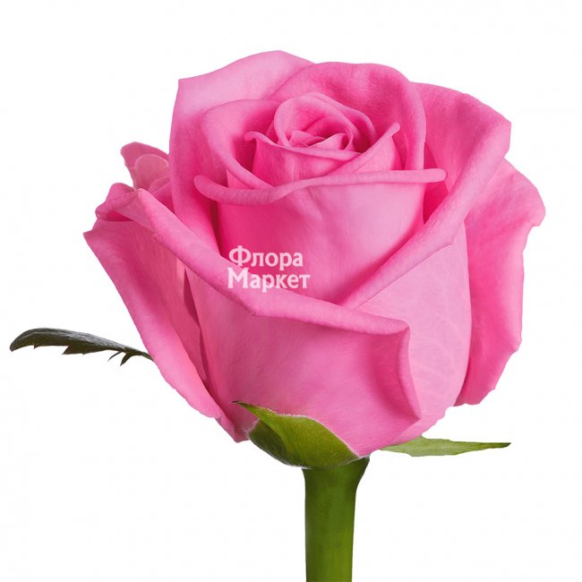 Розовая роза Aqua в Петрозаводске от магазина цветов «Флора Маркет»