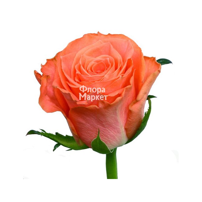 Оранжевая роза Amsterdam в Петрозаводске от магазина цветов «Флора Маркет»