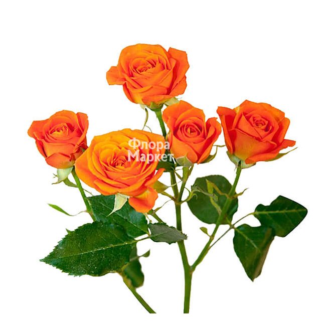 Кустовая роза Amsterdam в Петрозаводске от магазина цветов «Флора Маркет»