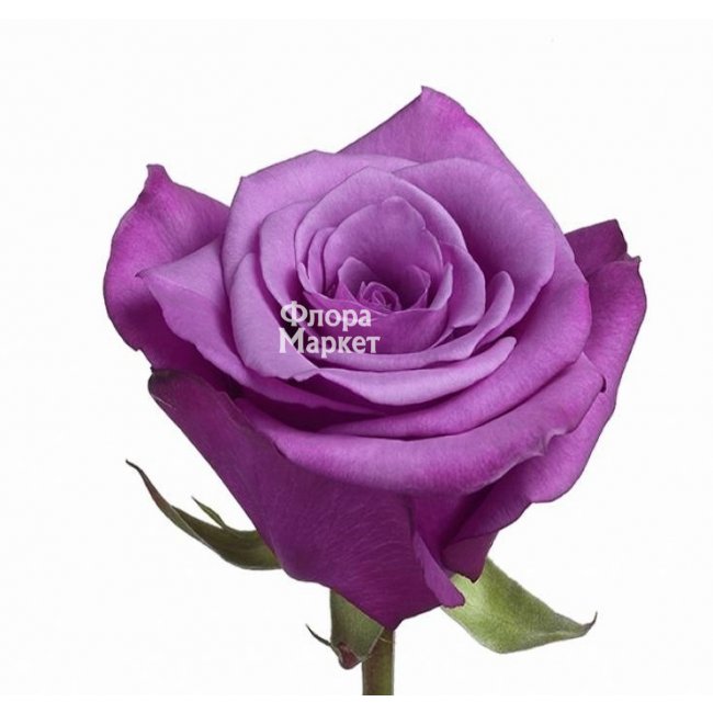 Купить «Сиреневая роза» из категории «Другие цвета» в «Петрозаводске» -  ««Флора Маркет» - Интернет-магазин цветов в Петрозаводске».
