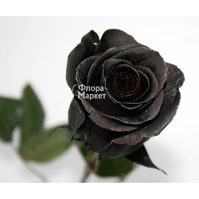 Купить «Черная роза Black Mirror» из категории «Другие цвета» в  «Петрозаводске» - ««Флора Маркет» - Интернет-магазин цветов в  Петрозаводске».