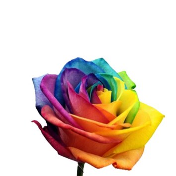 Радужная роза Rain