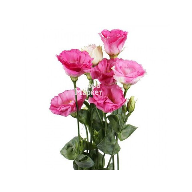 Эустома розовая в Петрозаводске от магазина цветов «Флора Маркет»