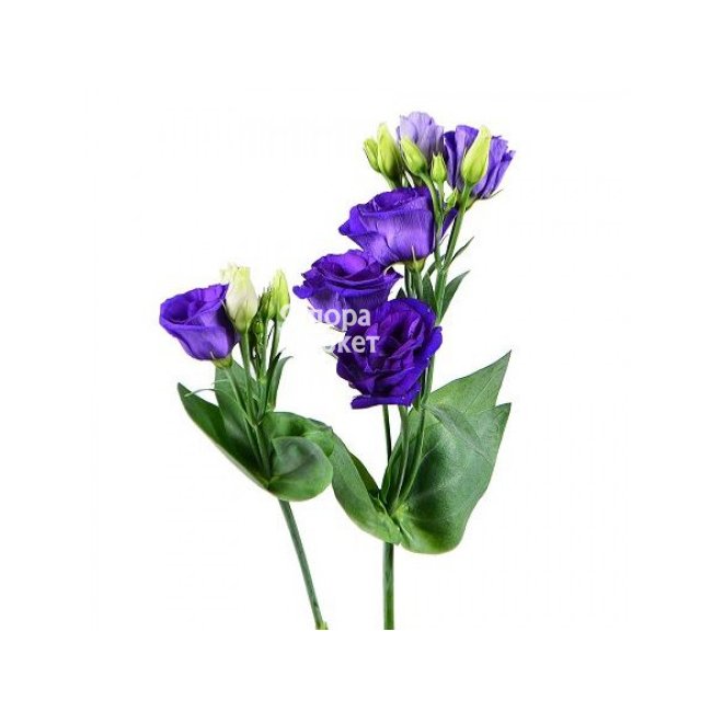 Эустома синяя в Петрозаводске от магазина цветов «Флора Маркет»