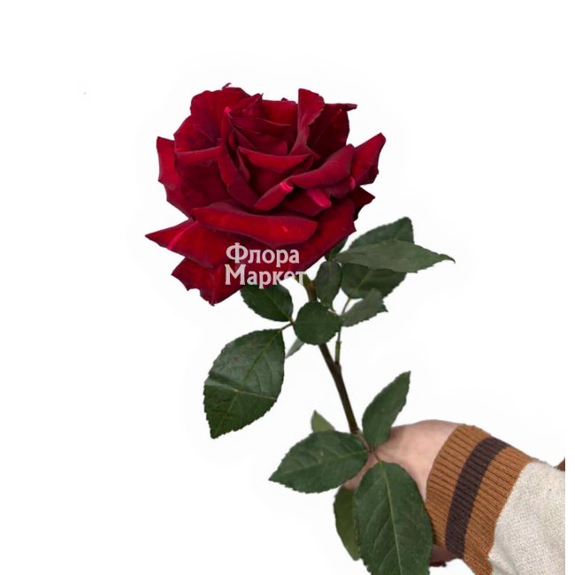 Красная французская роза в Петрозаводске от магазина цветов «Флора Маркет»