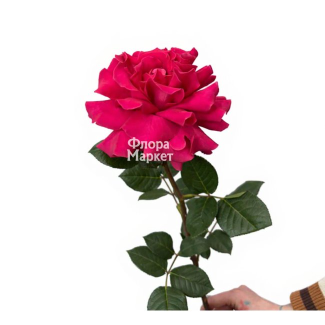 Малиновая французская роза в Петрозаводске от магазина цветов «Флора Маркет»