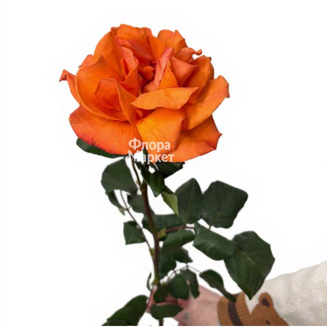 Оранжевая французская роза в Петрозаводске от магазина цветов «Флора Маркет»