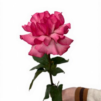 Розовая французская роза