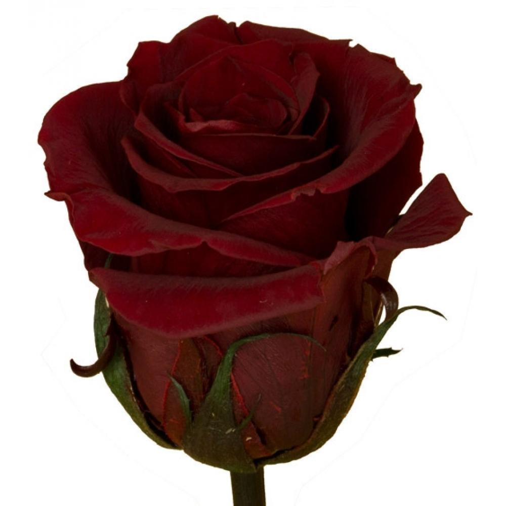 Роза Родос 60 см. от интернет-магазина «Флора Маркет» в Петрозаводске