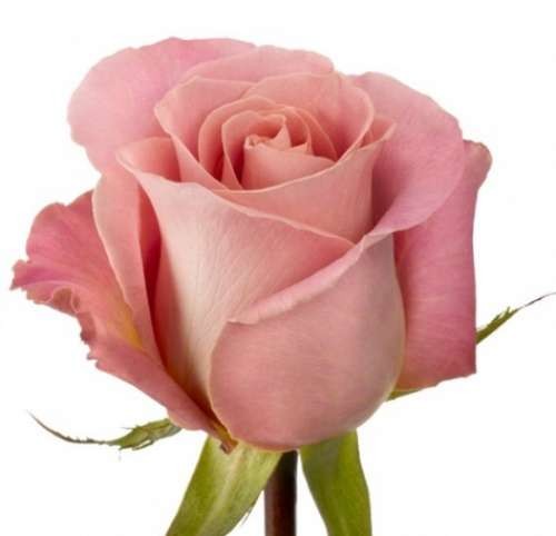 Розовая роза Hermosa от интернет-магазина «Флора Маркет» в Петрозаводске