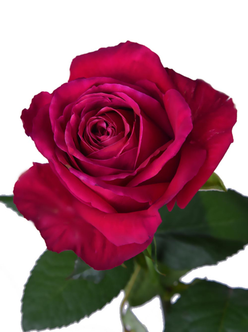 Розовая роза Dark от интернет-магазина «Флора Маркет» в Петрозаводске