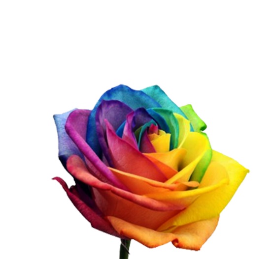 Радужная роза Rain от интернет-магазина «Флора Маркет» в Петрозаводске